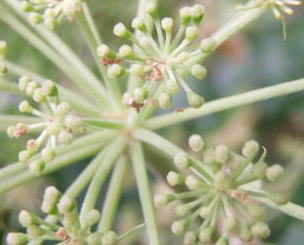 アシタバ 草刈りで見つけた 花と実の写真集